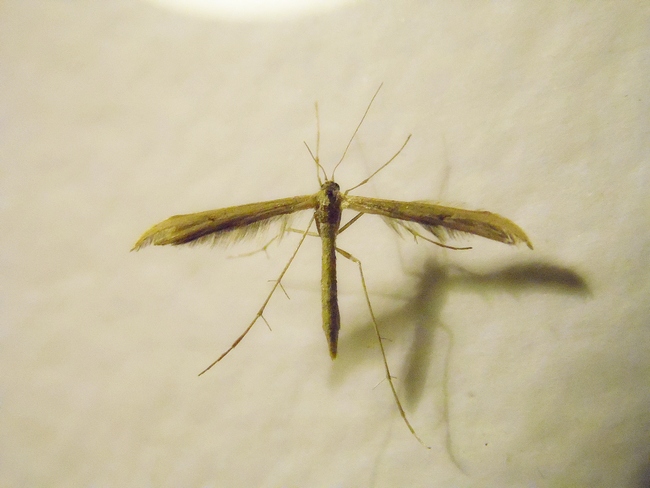 Pterophoridae da ID